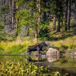 Moose in Fall