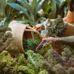 Ranch-to-Table dining harvested from on-property garden