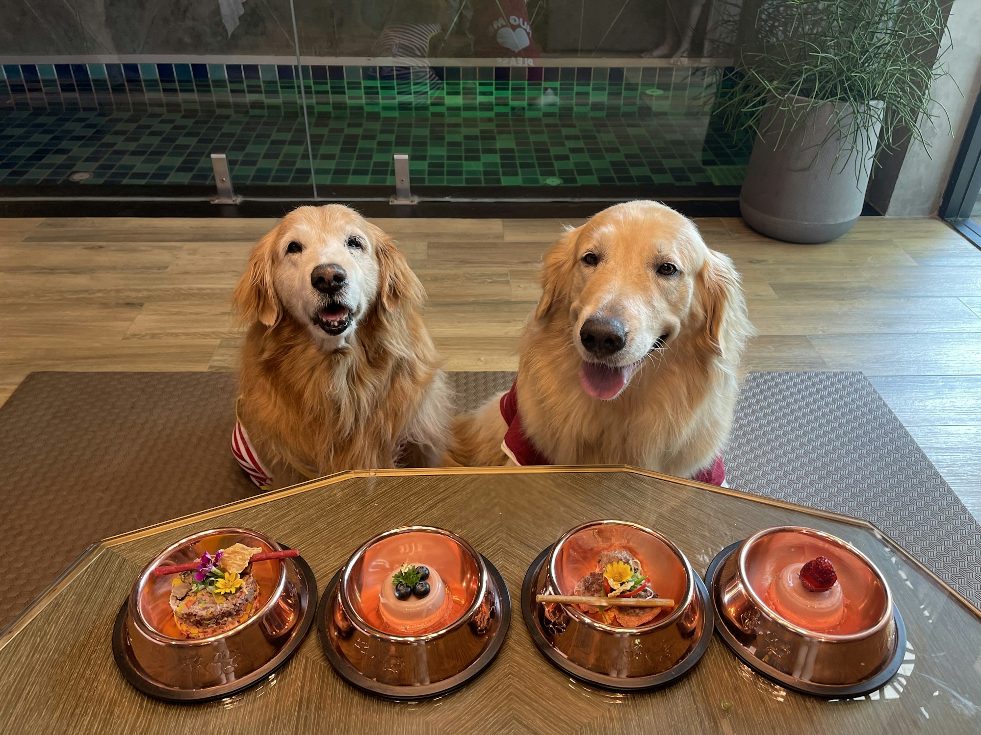 Pet-Friendly