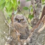 A Resident Juvenile Great Horned Owl