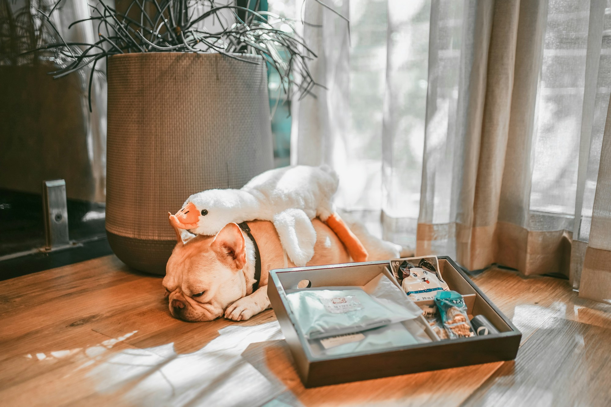 Pet-Friendly Amenities