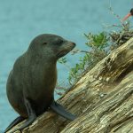 Seal & Oyster Catcher