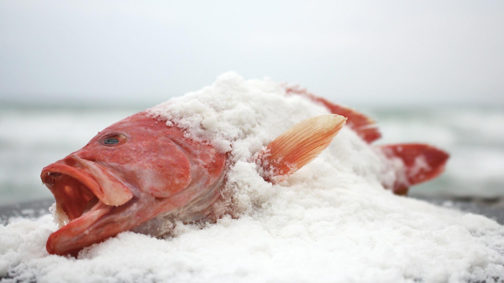 The Salty Snapper