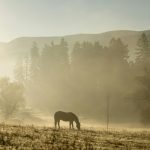 Horses on the Estate