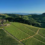 Vineyard