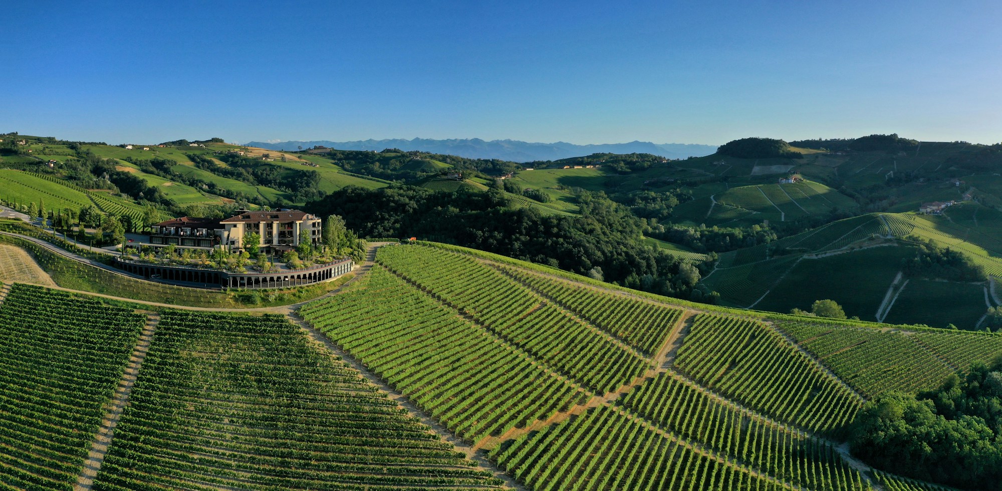 Vineyard