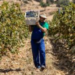 Grape Harvest