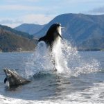 Dolphins