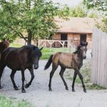 Horses on the Estate
